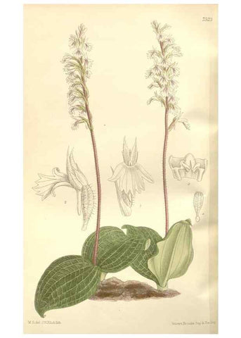 Reproducción/Reproduction 35309202571: Curtis's botanical magazine.. London ; New York [etc.] :Academic Press [etc.]