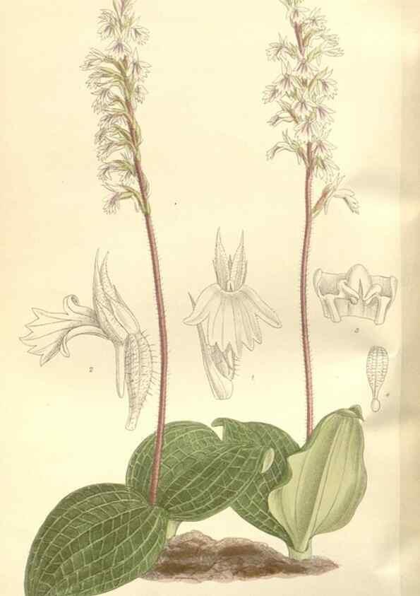 Reproducción/Reproduction 35309202571: Curtis's botanical magazine.. London ; New York [etc.] :Academic Press [etc.]