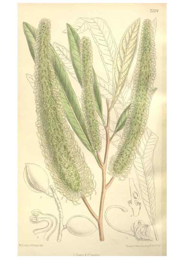 Reproducción/Reproduction 35309205131: Curtis's botanical magazine.. London ; New York [etc.] :Academic Press [etc.]