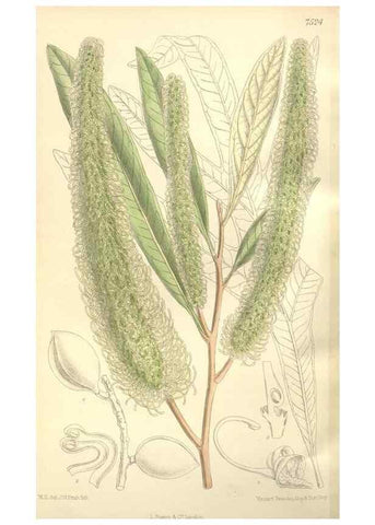 Reproducción/Reproduction 35309205131: Curtis's botanical magazine.. London ; New York [etc.] :Academic Press [etc.]