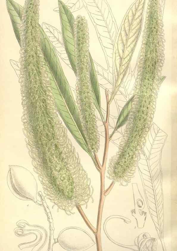 Reproducción/Reproduction 35309205131: Curtis's botanical magazine.. London ; New York [etc.] :Academic Press [etc.]