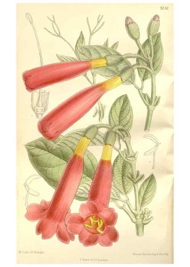 Reproducción/Reproduction 35438842675: Curtis's botanical magazine.. London ; New York [etc.] :Academic Press [etc.]