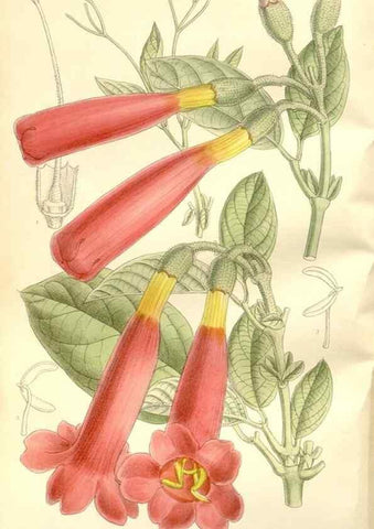 Reproducción/Reproduction 35438842675: Curtis's botanical magazine.. London ; New York [etc.] :Academic Press [etc.]