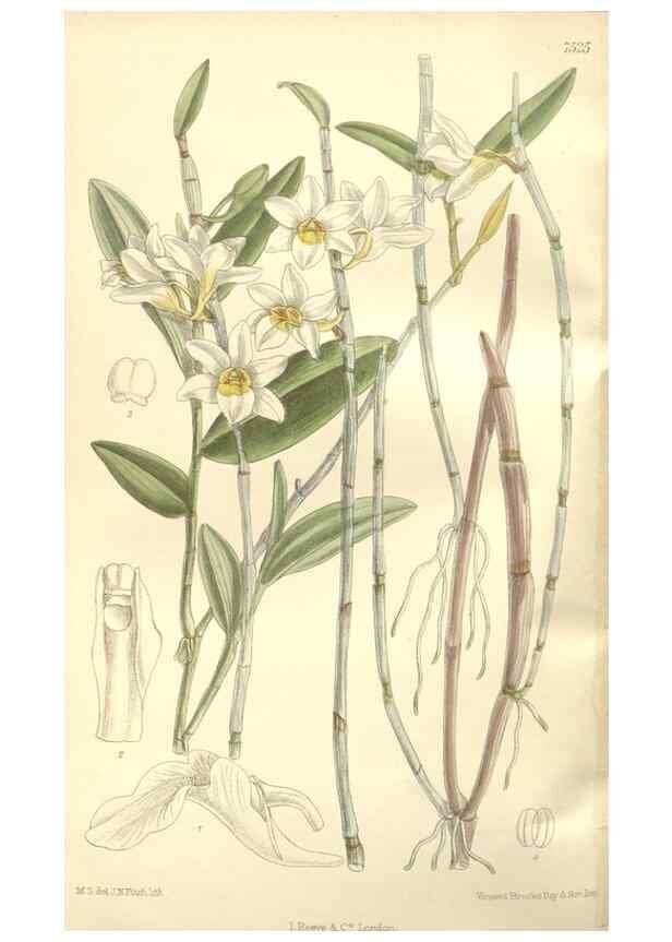 Reproducción/Reproduction 35309207651: Curtis's botanical magazine.. London ; New York [etc.] :Academic Press [etc.]