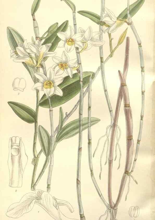 Reproducción/Reproduction 35309207651: Curtis's botanical magazine.. London ; New York [etc.] :Academic Press [etc.]