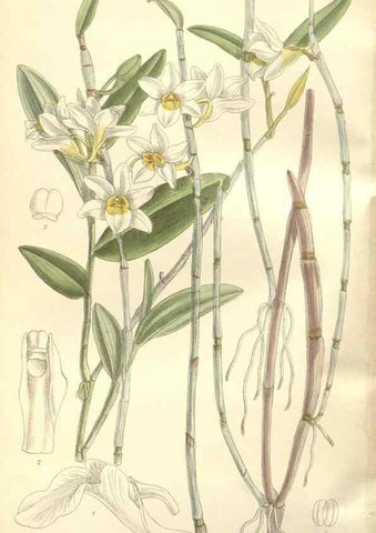 Reproducción/Reproduction 35309207651: Curtis's botanical magazine.. London ; New York [etc.] :Academic Press [etc.]