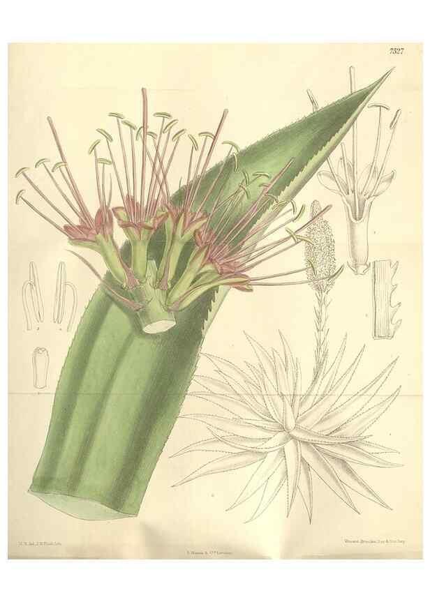 Reproducción/Reproduction 35051866260: Curtis's botanical magazine.. London ; New York [etc.] :Academic Press [etc.]