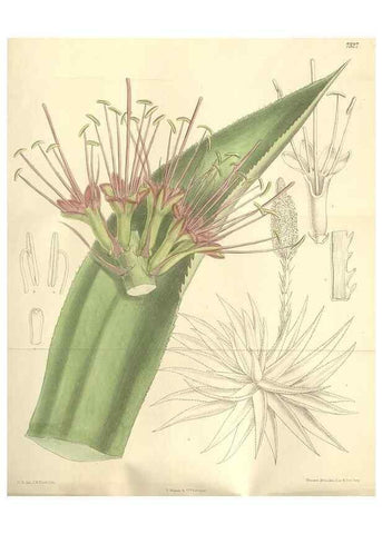 Reproducción/Reproduction 35051866260: Curtis's botanical magazine.. London ; New York [etc.] :Academic Press [etc.]