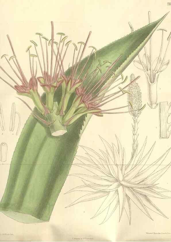 Reproducción/Reproduction 35051866260: Curtis's botanical magazine.. London ; New York [etc.] :Academic Press [etc.]