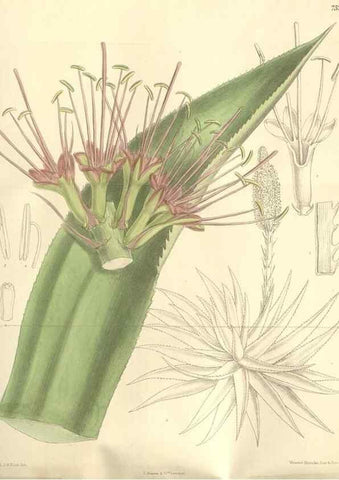 Reproducción/Reproduction 35051866260: Curtis's botanical magazine.. London ; New York [etc.] :Academic Press [etc.]