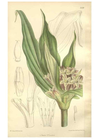 Reproducción/Reproduction 35051868430: Curtis's botanical magazine.. London ; New York [etc.] :Academic Press [etc.]
