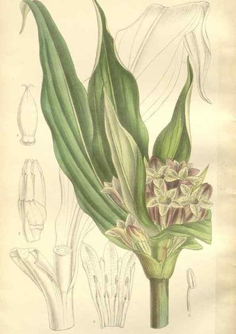 Reproducción/Reproduction 35051868430: Curtis's botanical magazine.. London ; New York [etc.] :Academic Press [etc.]