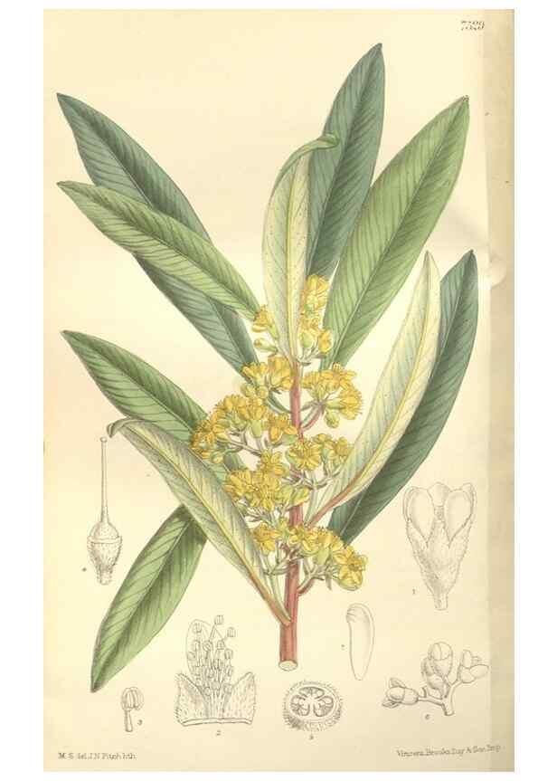 Reproducción/Reproduction 35051871450: Curtis's botanical magazine.. London ; New York [etc.] :Academic Press [etc.]