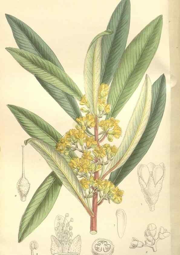 Reproducción/Reproduction 35051871450: Curtis's botanical magazine.. London ; New York [etc.] :Academic Press [etc.]