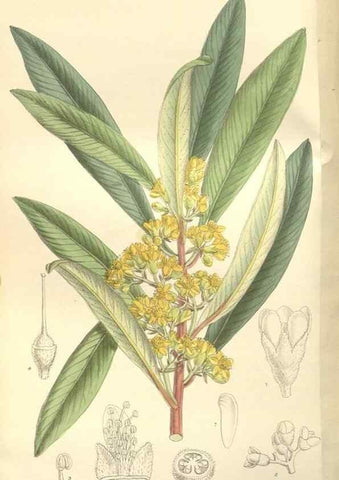 Reproducción/Reproduction 35051871450: Curtis's botanical magazine.. London ; New York [etc.] :Academic Press [etc.]