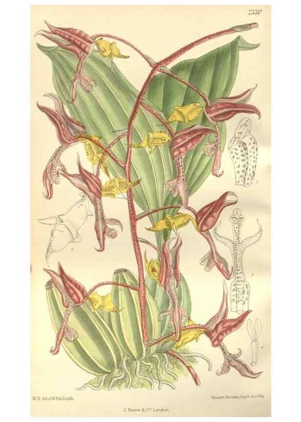 Reproducción/Reproduction 35399180626: Curtis's botanical magazine.. London ; New York [etc.] :Academic Press [etc.]