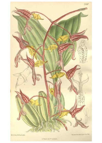 Reproducción/Reproduction 35399180626: Curtis's botanical magazine.. London ; New York [etc.] :Academic Press [etc.]