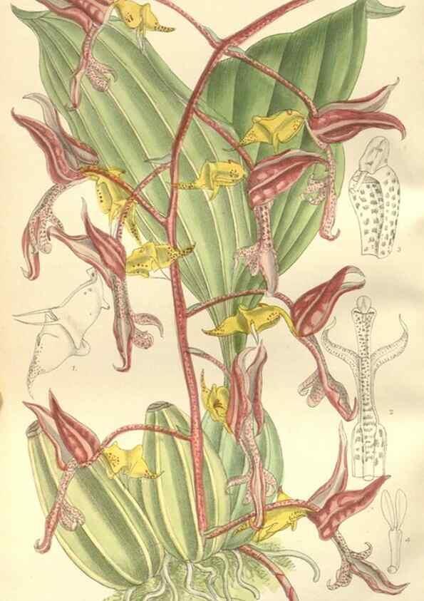 Reproducción/Reproduction 35399180626: Curtis's botanical magazine.. London ; New York [etc.] :Academic Press [etc.]