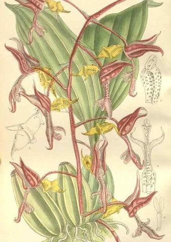 Reproducción/Reproduction 35399180626: Curtis's botanical magazine.. London ; New York [etc.] :Academic Press [etc.]
