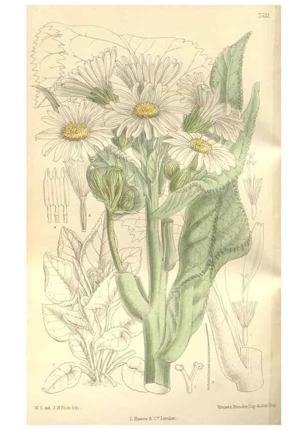 Reproducción/Reproduction 35051876300: Curtis's botanical magazine.. London ; New York [etc.] :Academic Press [etc.]