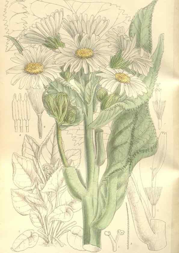 Reproducción/Reproduction 35051876300: Curtis's botanical magazine.. London ; New York [etc.] :Academic Press [etc.]