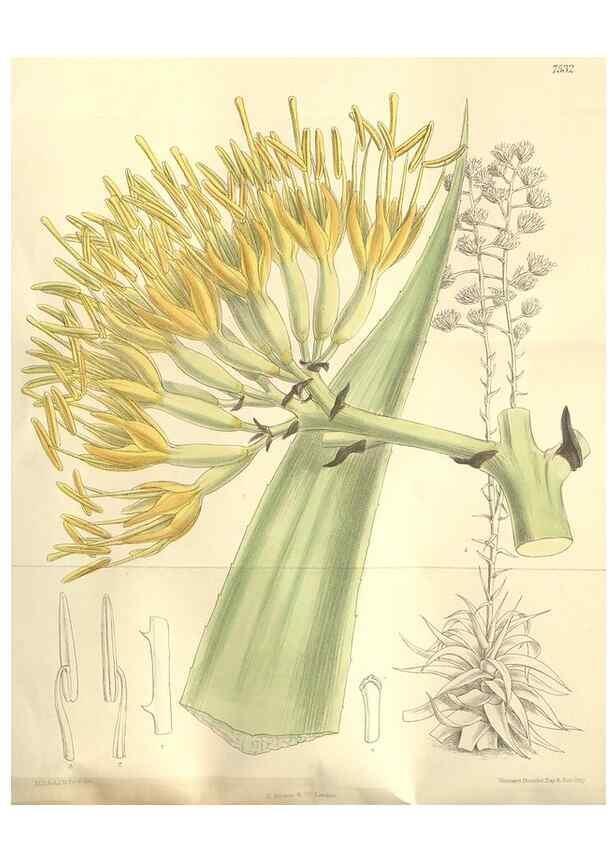 Reproducción/Reproduction 35051878210: Curtis's botanical magazine.. London ; New York [etc.] :Academic Press [etc.]