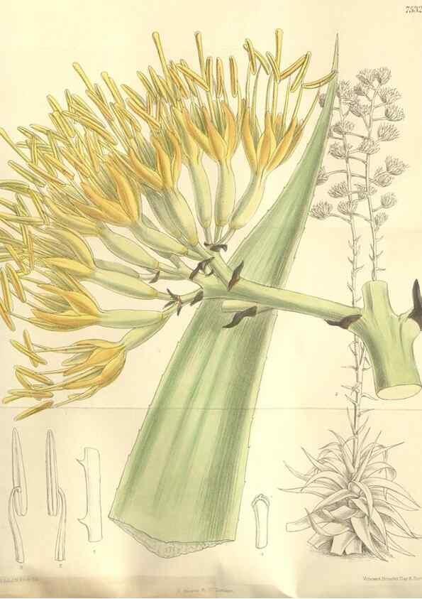Reproducción/Reproduction 35051878210: Curtis's botanical magazine.. London ; New York [etc.] :Academic Press [etc.]