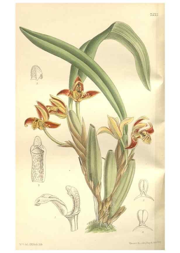 Reproducción/Reproduction 35051880640: Curtis's botanical magazine.. London ; New York [etc.] :Academic Press [etc.]