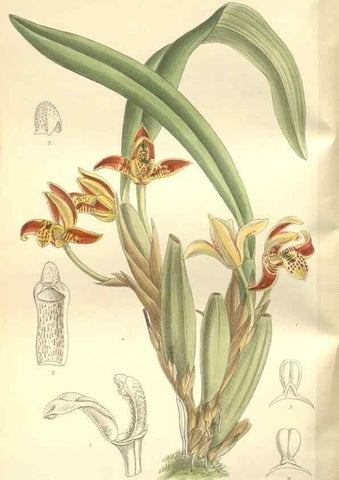 Reproducción/Reproduction 35051880640: Curtis's botanical magazine.. London ; New York [etc.] :Academic Press [etc.]
