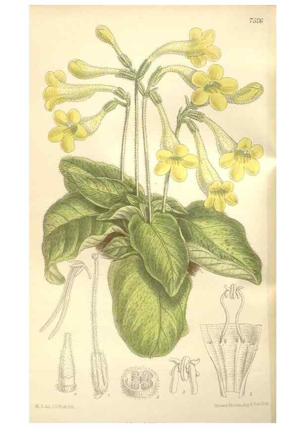 Reproducción/Reproduction 35309209981: Curtis's botanical magazine.. London ; New York [etc.] :Academic Press [etc.]
