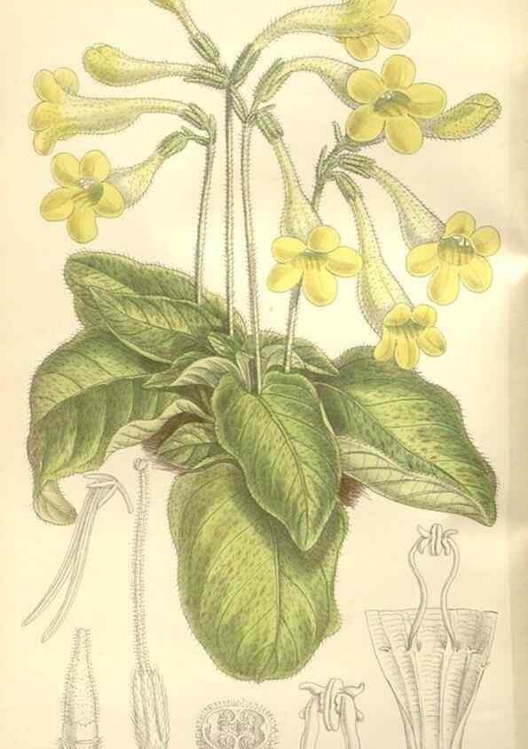 Reproducción/Reproduction 35309209981: Curtis's botanical magazine.. London ; New York [etc.] :Academic Press [etc.]