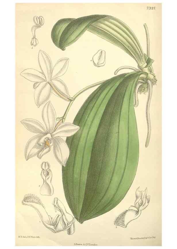 Reproducción/Reproduction 34596282004: Curtis's botanical magazine.. London ; New York [etc.] :Academic Press [etc.]