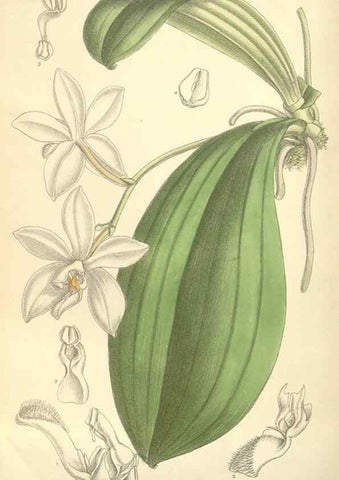 Reproducción/Reproduction 34596282004: Curtis's botanical magazine.. London ; New York [etc.] :Academic Press [etc.]
