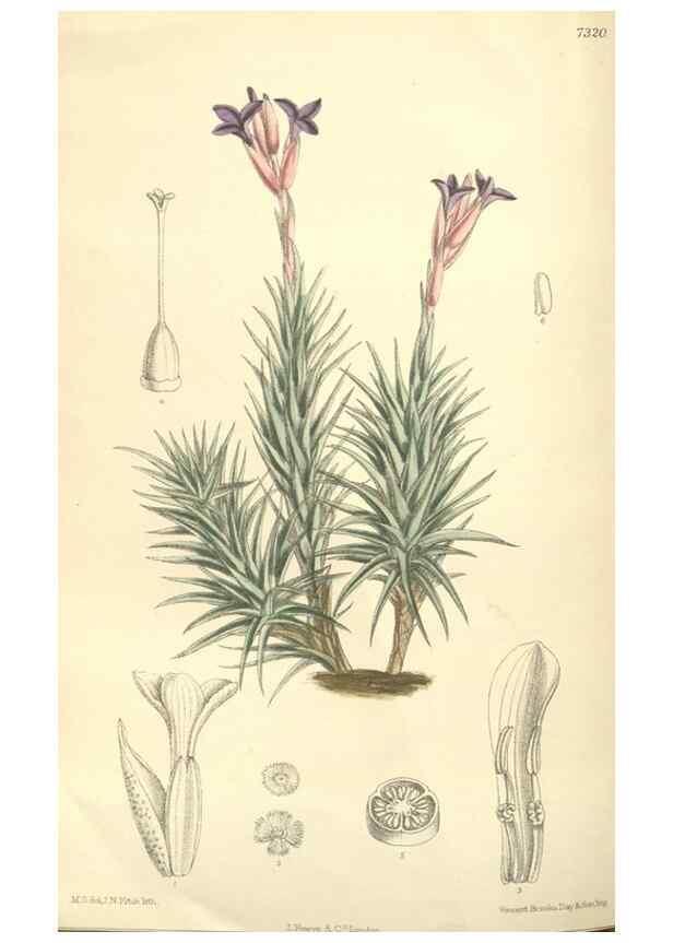Reproducción/Reproduction 35051050090: Curtis's botanical magazine.. London ; New York [etc.] :Academic Press [etc.]