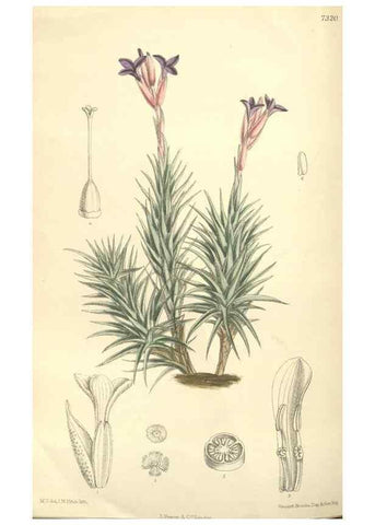 Reproducción/Reproduction 35051050090: Curtis's botanical magazine.. London ; New York [etc.] :Academic Press [etc.]