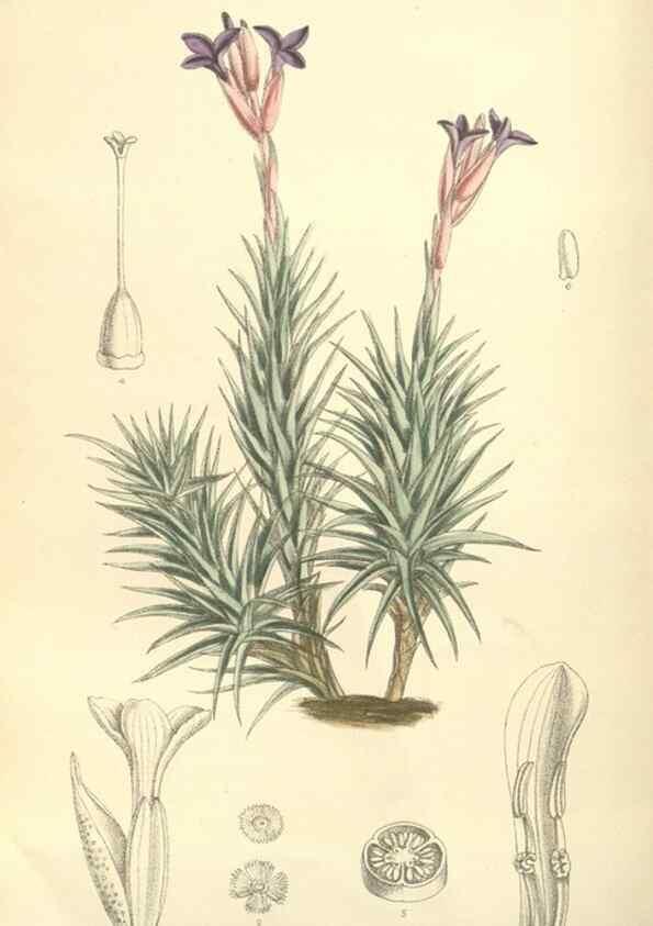 Reproducción/Reproduction 35051050090: Curtis's botanical magazine.. London ; New York [etc.] :Academic Press [etc.]