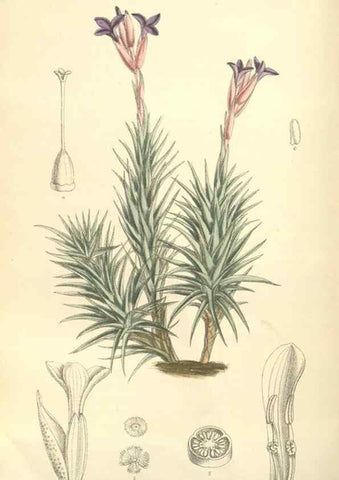 Reproducción/Reproduction 35051050090: Curtis's botanical magazine.. London ; New York [etc.] :Academic Press [etc.]