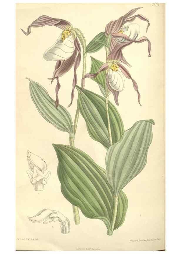Reproducción/Reproduction 35051047180: Curtis's botanical magazine.. London ; New York [etc.] :Academic Press [etc.]