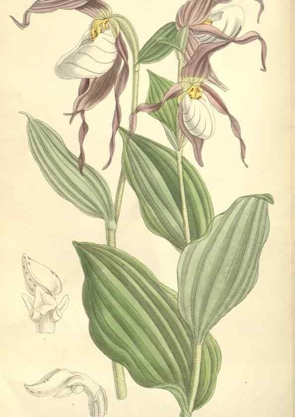 Reproducción/Reproduction 35051047180: Curtis's botanical magazine.. London ; New York [etc.] :Academic Press [etc.]