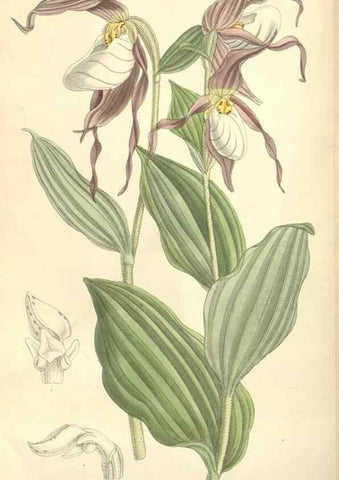 Reproducción/Reproduction 35051047180: Curtis's botanical magazine.. London ; New York [etc.] :Academic Press [etc.]
