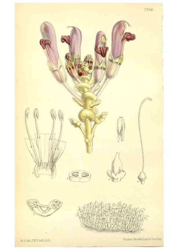 Reproducción/Reproduction 35397787916: Curtis's botanical magazine.. London ; New York [etc.] :Academic Press [etc.]