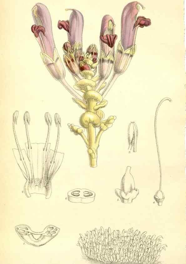 Reproducción/Reproduction 35397787916: Curtis's botanical magazine.. London ; New York [etc.] :Academic Press [etc.]