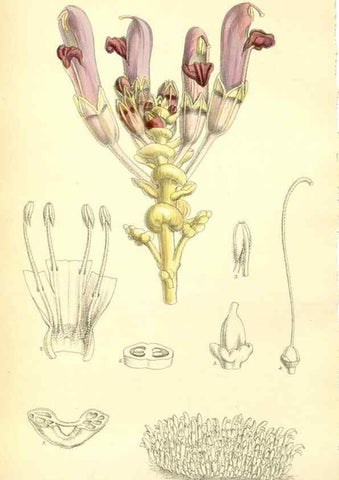 Reproducción/Reproduction 35397787916: Curtis's botanical magazine.. London ; New York [etc.] :Academic Press [etc.]