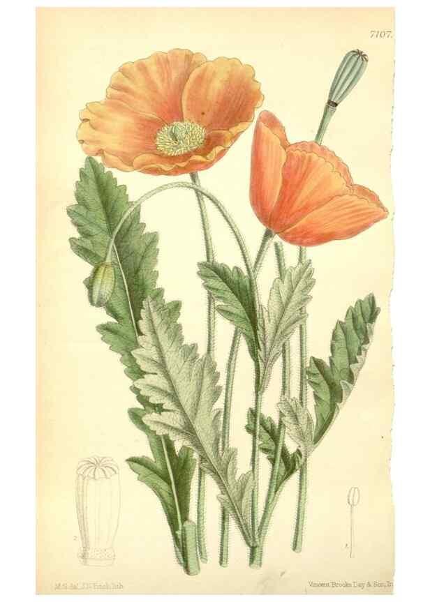 Reproducción/Reproduction 35397789106: Curtis's botanical magazine.. London ; New York [etc.] :Academic Press [etc.]