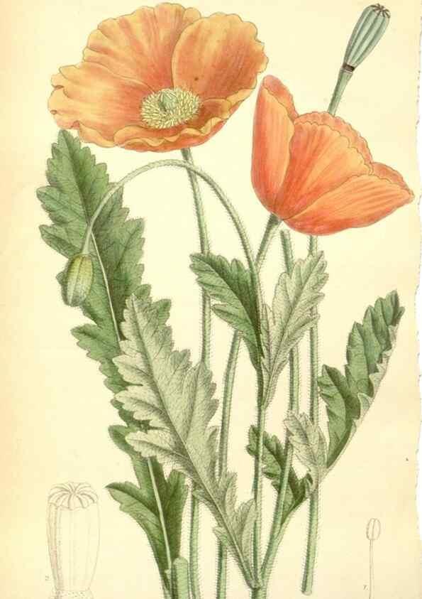Reproducción/Reproduction 35397789106: Curtis's botanical magazine.. London ; New York [etc.] :Academic Press [etc.]