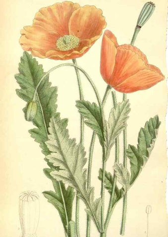 Reproducción/Reproduction 35397789106: Curtis's botanical magazine.. London ; New York [etc.] :Academic Press [etc.]