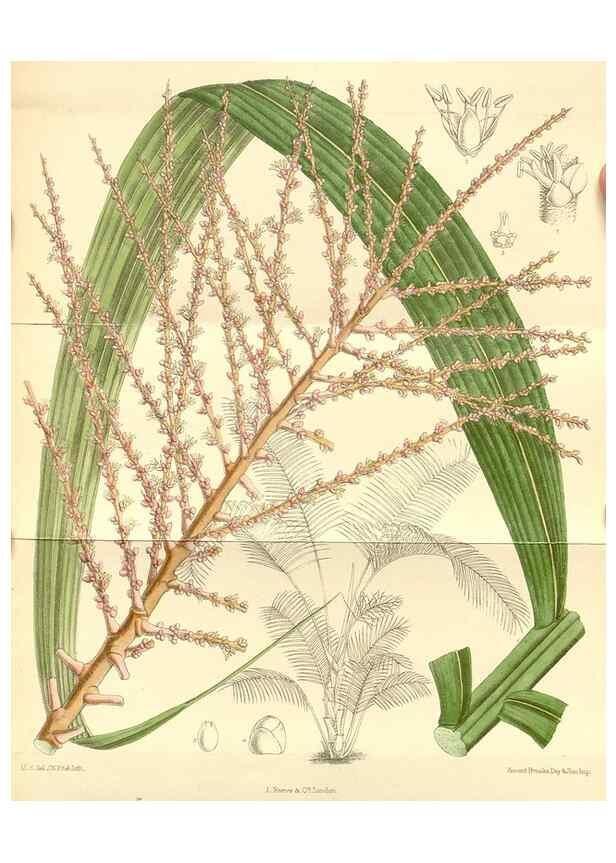 Reproducción/Reproduction 35397790366: Curtis's botanical magazine.. London ; New York [etc.] :Academic Press [etc.]