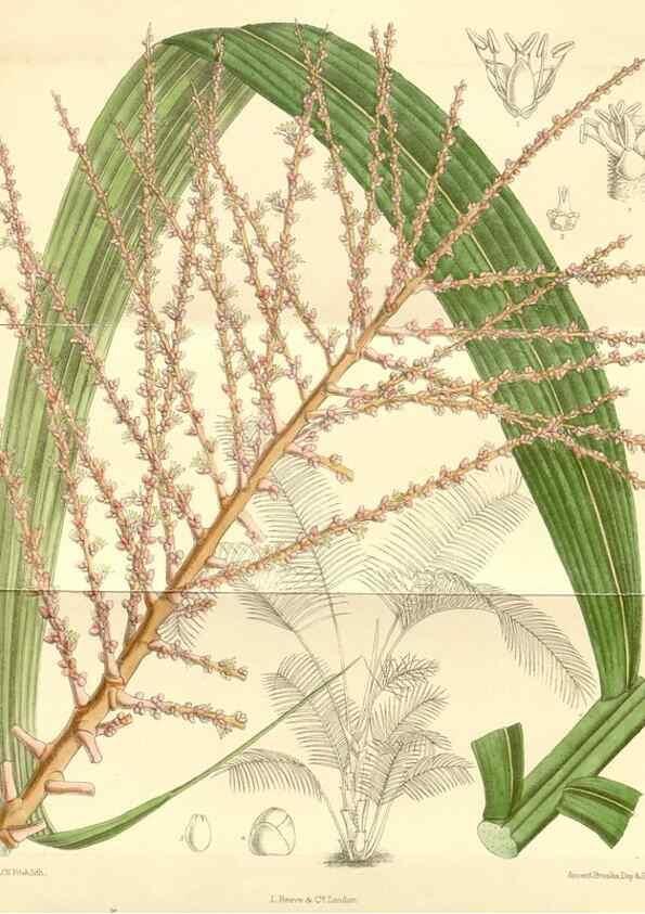 Reproducción/Reproduction 35397790366: Curtis's botanical magazine.. London ; New York [etc.] :Academic Press [etc.]