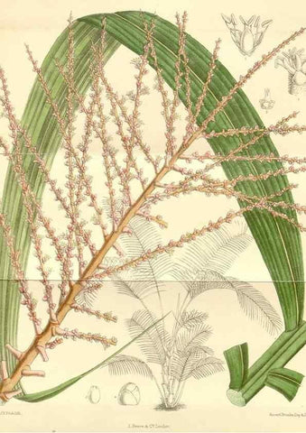 Reproducción/Reproduction 35397790366: Curtis's botanical magazine.. London ; New York [etc.] :Academic Press [etc.]