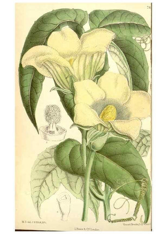Reproducción/Reproduction 35437530315: Curtis's botanical magazine.. London ; New York [etc.] :Academic Press [etc.]